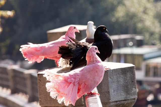 福尔曼始终 福尔曼始终