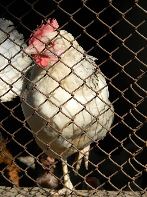 中的得失 中的得失