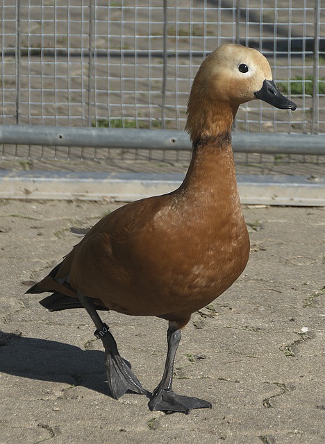 分析